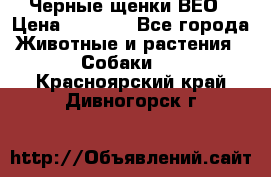 Черные щенки ВЕО › Цена ­ 5 000 - Все города Животные и растения » Собаки   . Красноярский край,Дивногорск г.